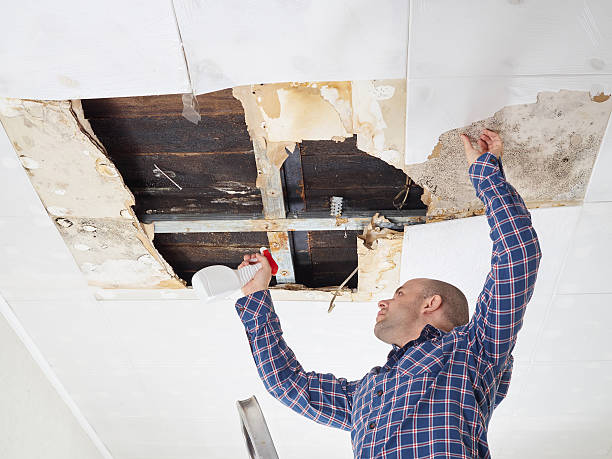 Why You Should Choose Our Mold Remediation Services in Marceline, MO